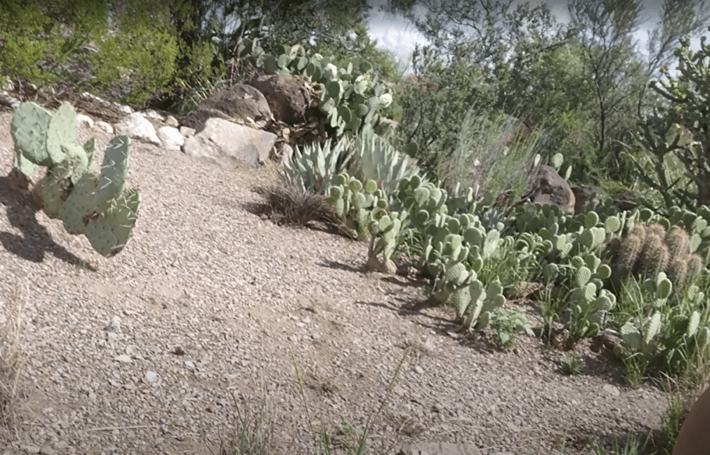 Garden at the Bosque Del Apache National WIldlife Refuge Visitor Center