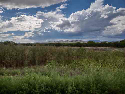 Blue sky with fluffy clouds and mountains in the distance. Tall grasses are in the foreground. Bosque Del Apache National Wildlife Refuge