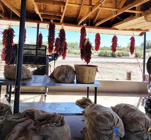 Peppers hanging to dry outdoors at Bustamante Farms in New Mexico.